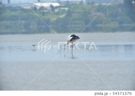宮古島/コウノトリ 宮古島/コウノトリ 54571370