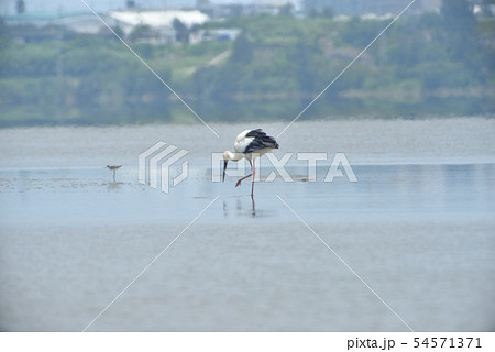 宮古島/コウノトリ 宮古島/コウノトリ 54571371