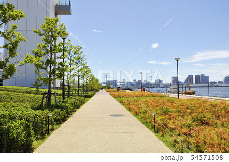 豊洲ぐるり公園 54571508