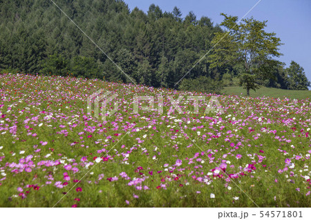 太陽の丘えんがる公園のコスモス畑 54571801
