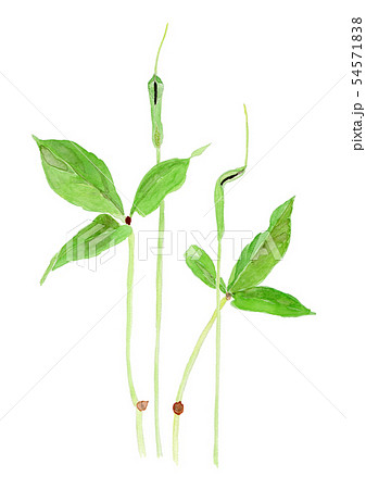 Pinellia ternata カラスビシャク 54571838