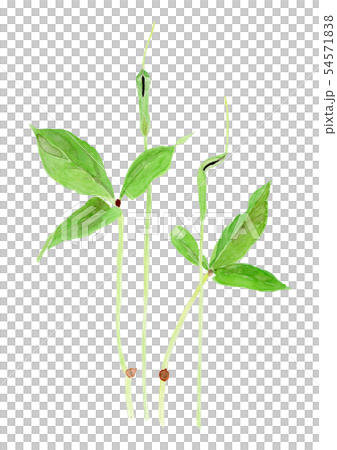 Pinellia ternata 54571838