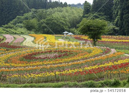 一迫 ゆり園 ゆり 一迫 ゆり園 ゆり 54572058