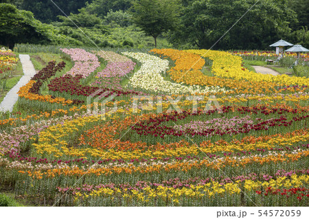 一迫 ゆり園 ゆり 一迫 ゆり園 ゆり 54572059