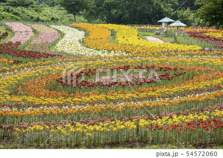 一迫　ゆり園　ゆり 54572060