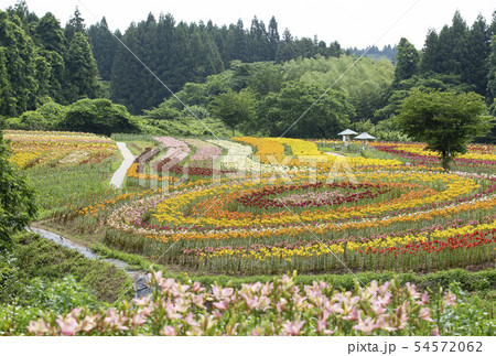一迫 ゆり園 ゆり 一迫 ゆり園 ゆり 54572062