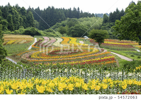 一迫 ゆり園 ゆり 一迫 ゆり園 ゆり 54572063