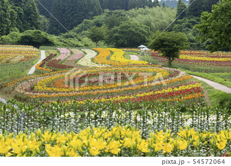一迫　ゆり園　ゆり 54572064