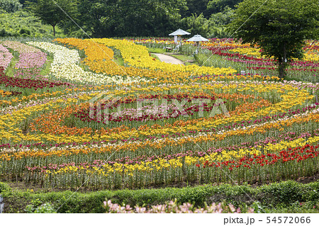 一迫 ゆり園 ゆり 一迫 ゆり園 ゆり 54572066