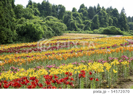 一迫 ゆり園 ゆり 一迫 ゆり園 ゆり 54572070