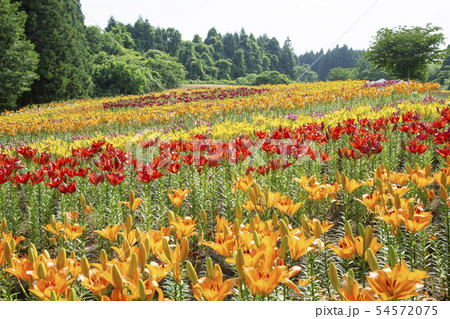 一迫　ゆり園　ゆり 54572075