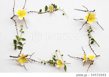 yellow flowers frangipani local flora of asia 54572093