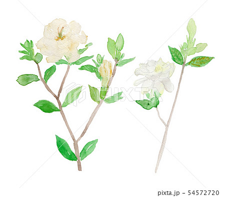 Gardenia Jasminoides クチナシのイラスト素材