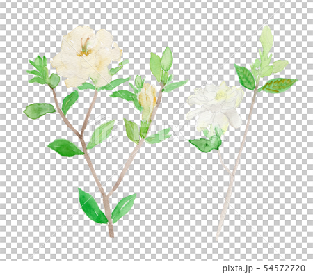 Gardenia Jasminoides クチナシのイラスト素材