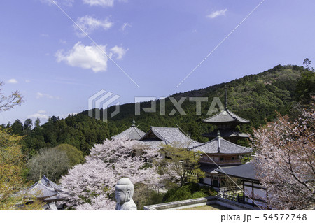 [奈良県]　壷阪寺　桜　春 54572748