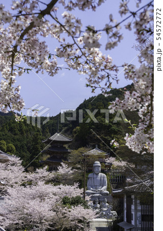 [奈良県]　壷阪寺　桜　春 54572772