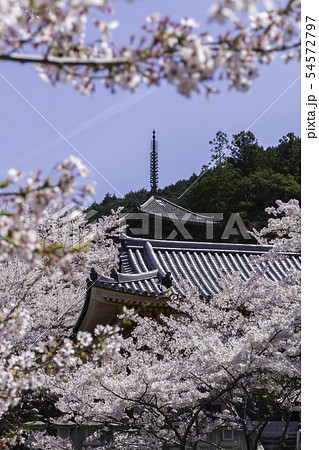 [奈良県]　壷阪寺　桜　春 54572797