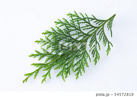 檜の葉の写真素材