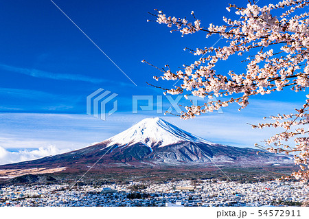 《山梨県》富士山を望む・桜と雪の新倉山浅間公園 《山梨県》富士山を望む・桜と雪の新倉山浅間公園 54572911