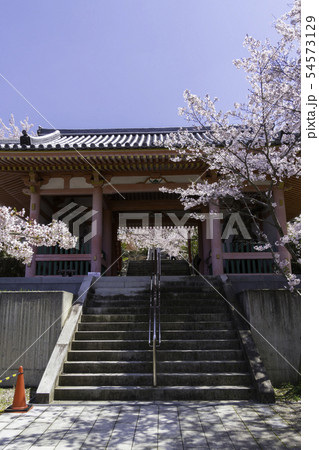 [奈良県]　壷阪寺　桜　春 54573129