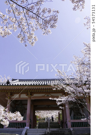 [奈良県]　壷阪寺　桜　春 54573131