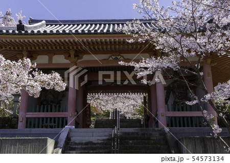 [奈良県]　壷阪寺　桜　春 54573134