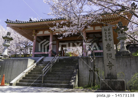 [奈良県]　壷阪寺　桜　春 54573138