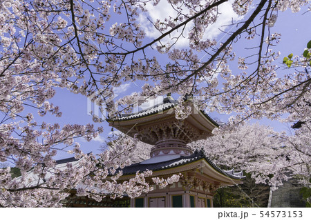[奈良県]　壷阪寺　桜　春 54573153