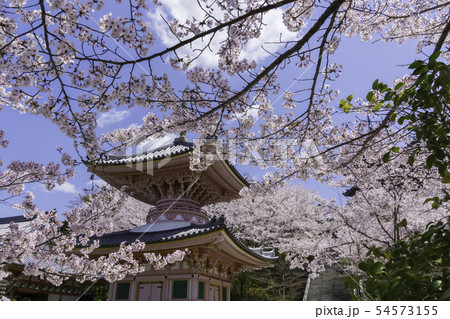 [奈良県]　壷阪寺　桜　春 54573155