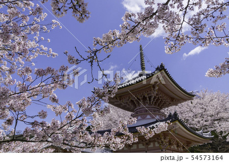 [奈良県]　壷阪寺　桜　春 54573164
