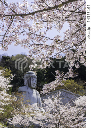 [奈良県]　壷阪寺　桜　春 54573165