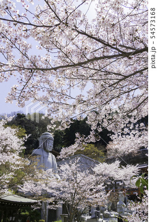 [奈良県]　壷阪寺　桜　春 54573168
