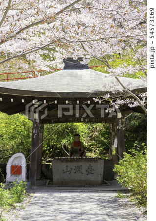 [奈良県]　壷阪寺　桜　春 54573169
