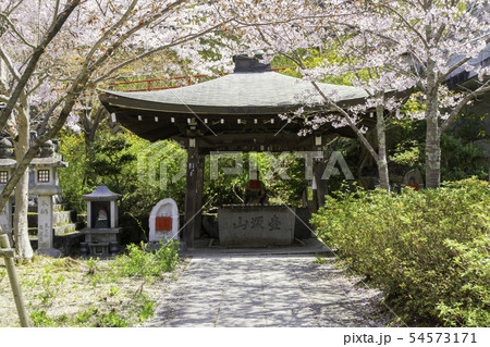 [奈良県]　壷阪寺　桜　春 54573171