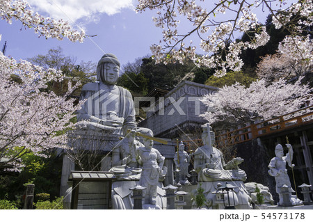[奈良県]　壷阪寺　桜　春 54573178
