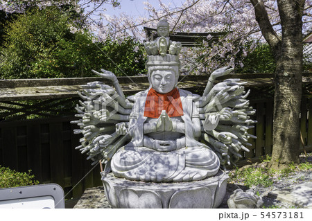 [奈良県]　壷阪寺　桜　春 54573181