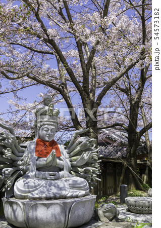 [奈良県]　壷阪寺　桜　春 54573182