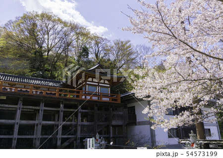 [奈良県]　壷阪寺　桜　春 54573199