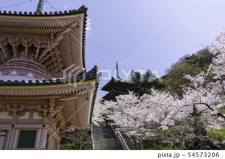 [奈良県]　壷阪寺　桜　春 54573206