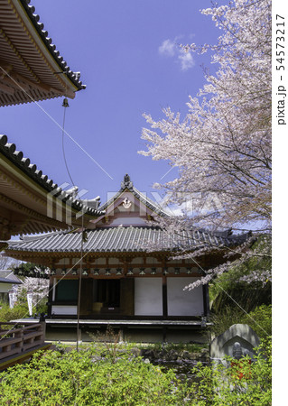 [奈良県]　壷阪寺　桜　春 54573217