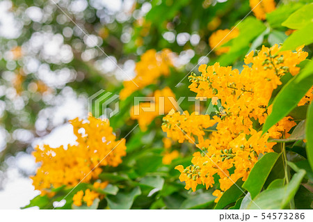 Pterocarpus macrocarpus flower 54573286