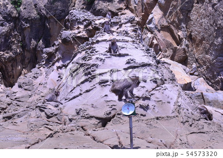 宮崎県幸島の猿たち 宮崎県幸島の猿たち 54573320