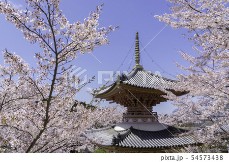 [奈良県]　壷阪寺　桜　春 54573438