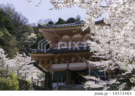 [奈良県]　壷阪寺　桜　春 54573463