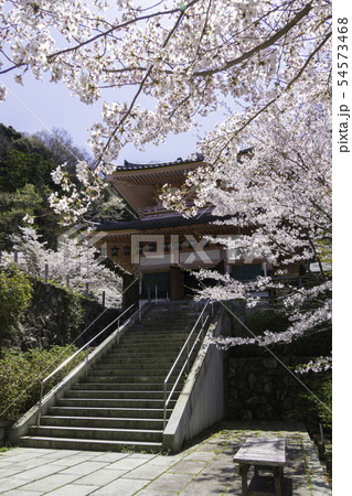 [奈良県]　壷阪寺　桜　春 54573468
