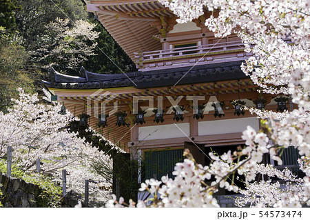 [奈良県]　壷阪寺　桜　春 54573474