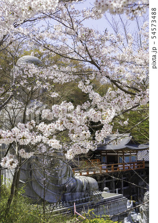[奈良県]　壷阪寺　桜　春 54573488