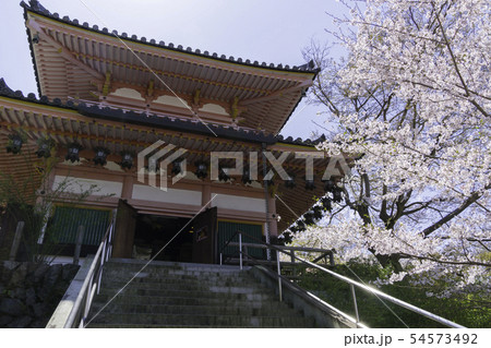 [奈良県]　壷阪寺　桜　春 54573492
