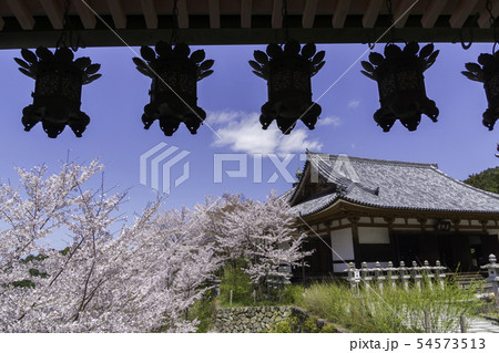 [奈良県]　壷阪寺　桜　春 54573513
