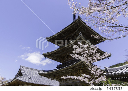 [奈良県]　壷阪寺　桜　春 54573524